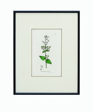 Original Authentic 1800's Vintage Flower 1